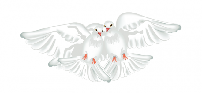 白鴿_和平鴿_鴿子_鳥類_鵓鴿_white_dove