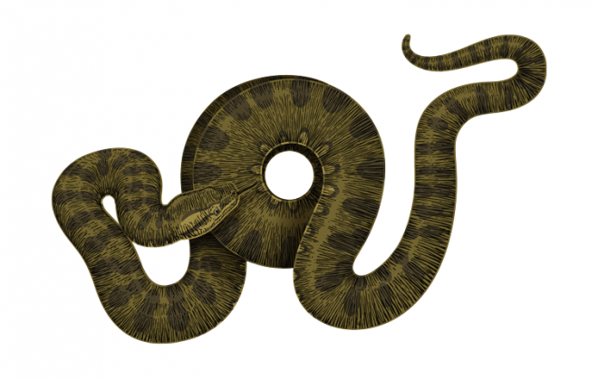 蟒蛇_(dá)anaconda_大蛇_(dá)anaconda