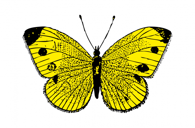 昆虫_蝴蝶_蛱蝶_浮蝶儿_butterfly_butterfly