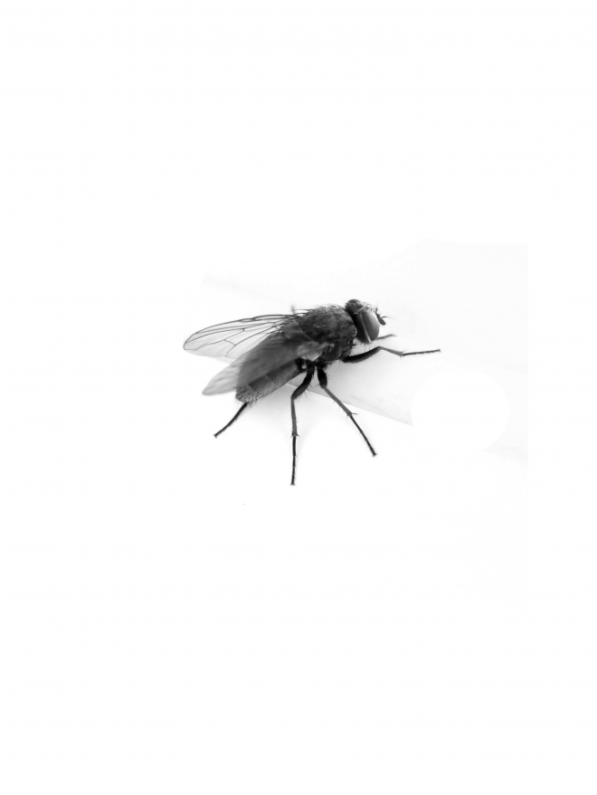 昆虫_苍蝇_蝇子_fly