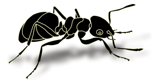 蚂蚁_玄驹_蚍蜉蚂_昆虫_ant_ant