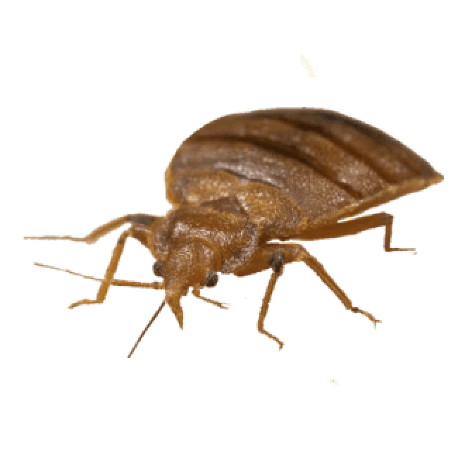 昆虫_臭虫_木蚤_床虱_bed_bug_bed_bug