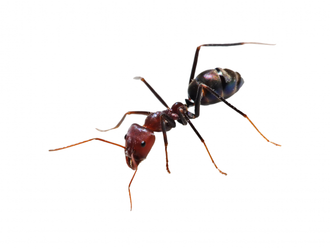 蚂蚁_玄驹_蚍蜉蚂_昆虫_ant_ant