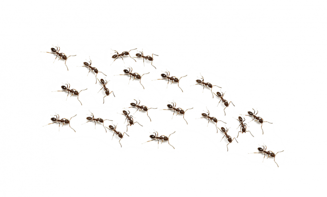 蚂蚁_玄驹_蚍蜉蚂_昆虫_ant_ant