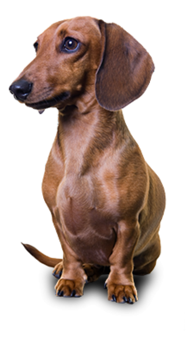臘腸狗_獵獾狗_狗_dachshund_dachshund