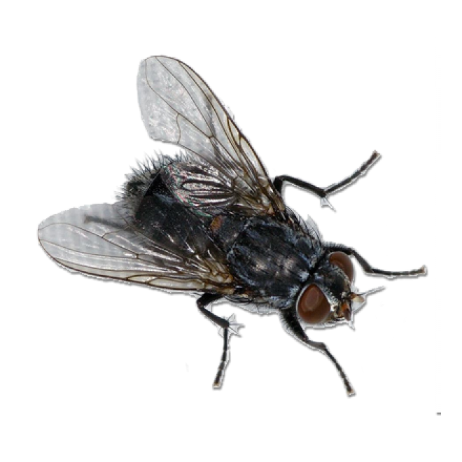 昆虫_苍蝇_蝇子_fly