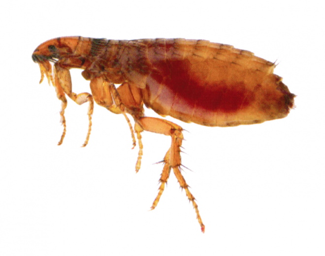 昆虫_跳蚤_flea