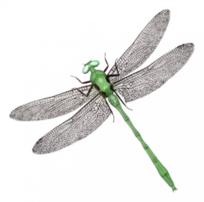 昆蟲_蜻蜓_點燈兒_紗羊_dragonfly_dragonfly