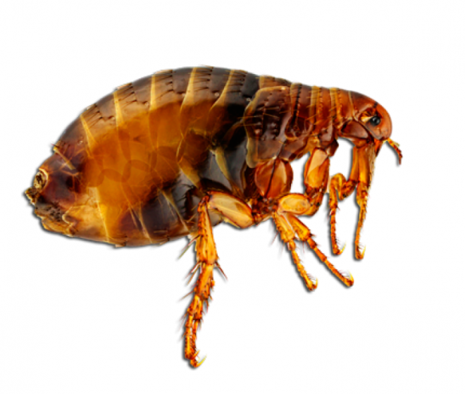 昆虫_跳蚤_flea