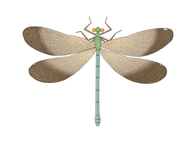 昆蟲_蜻蜓_點燈兒_紗羊_dragonfly_dragonfly