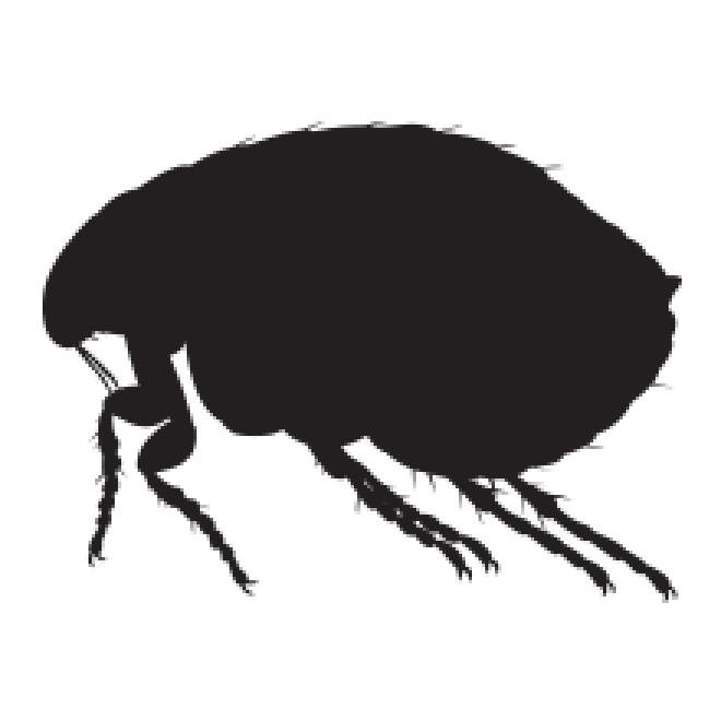 昆虫_跳蚤_flea