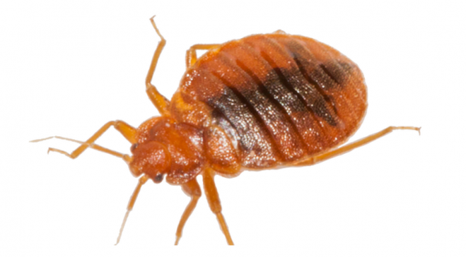 昆虫_臭虫_木蚤_床虱_bed_bug_bed_bug