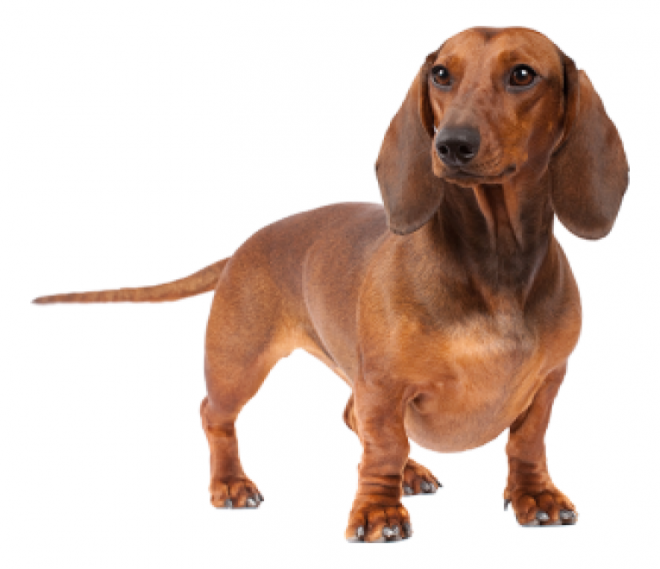 臘腸狗_獵獾狗_狗_dachshund_dachshund
