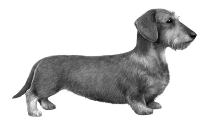 臘腸狗_獵獾狗_狗_dachshund_dachshund