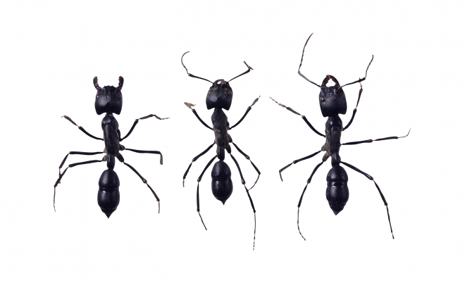 蚂蚁_玄驹_蚍蜉蚂_昆虫_ant_ant