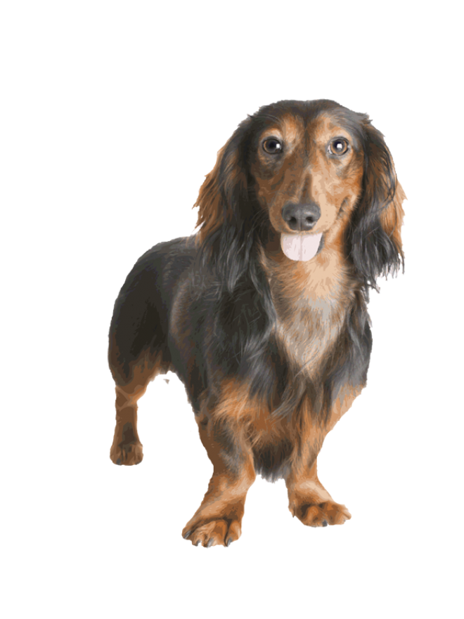 臘腸狗_獵獾狗_狗_dachshund_dachshund