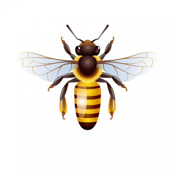 昆虫_蜜蜂_bee_bee