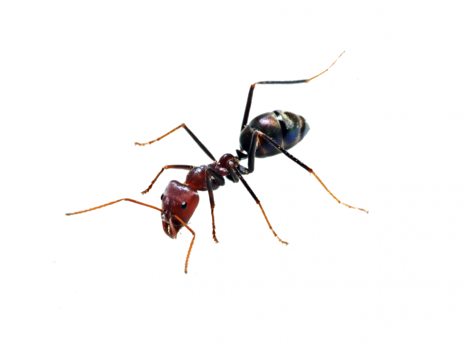 蚂蚁_玄驹_蚍蜉蚂_昆虫_ant_ant
