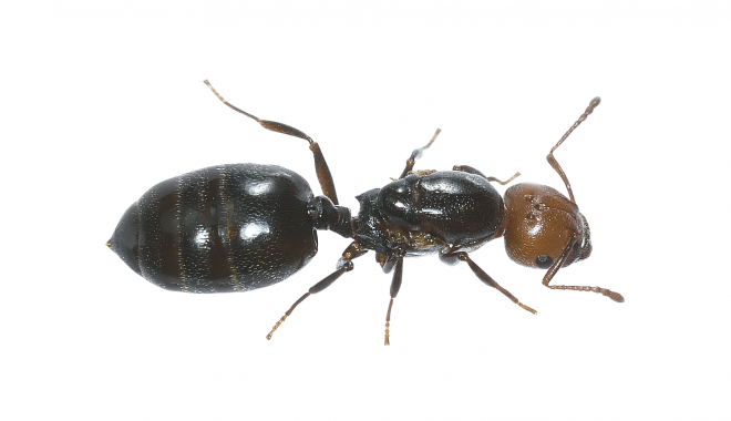 蚂蚁_玄驹_蚍蜉蚂_昆虫_ant_ant
