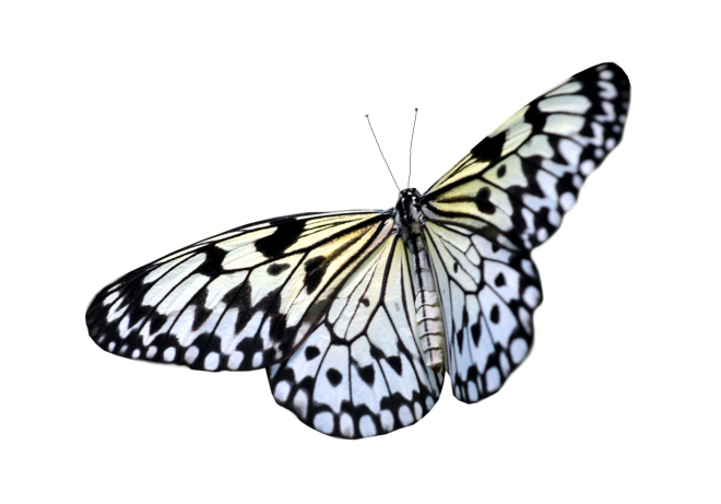 昆虫_蝴蝶_蛱蝶_浮蝶儿_butterfly_butterfly