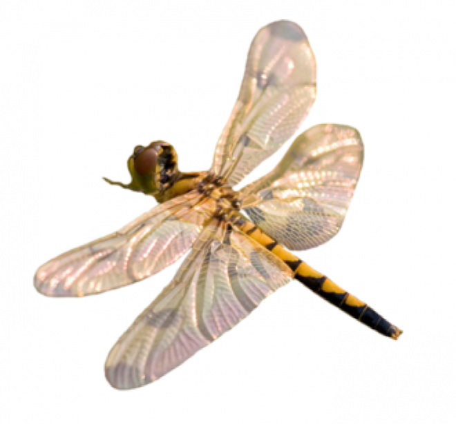 昆虫_蜻蜓_点灯儿_纱羊_dragonfly