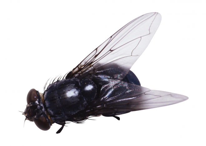 昆虫_苍蝇_蝇子_fly