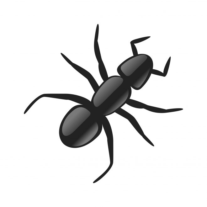 蚂蚁_玄驹_蚍蜉蚂_昆虫_ant_ant