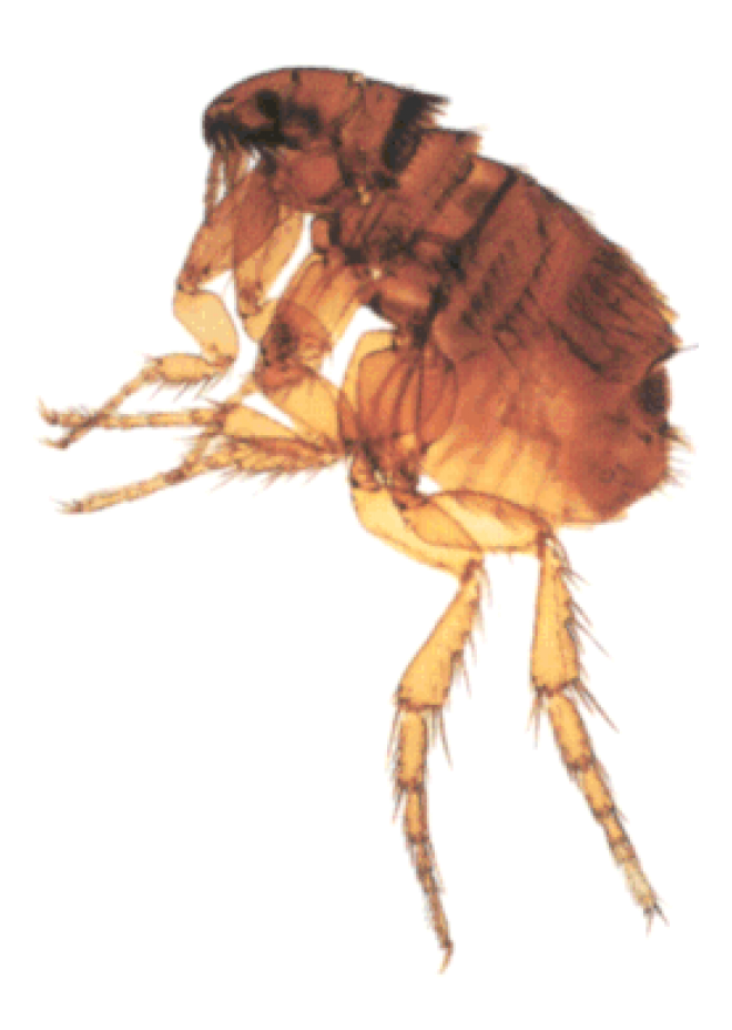 昆虫_跳蚤_flea
