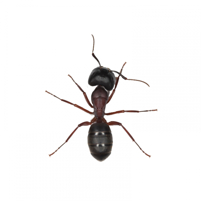 蚂蚁_玄驹_蚍蜉蚂_昆虫_ant_ant
