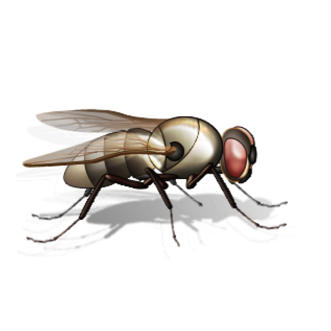 昆虫_苍蝇_蝇子_fly