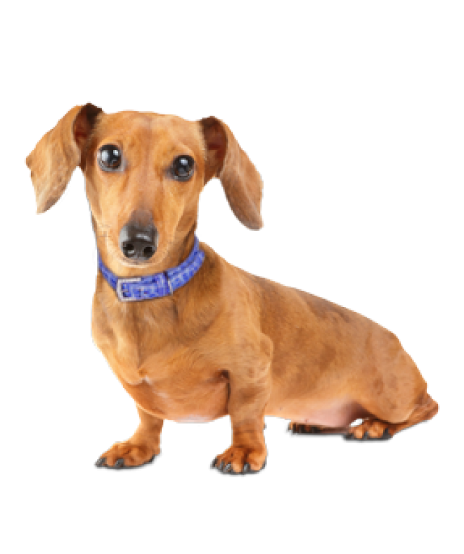臘腸狗_獵獾狗_狗_dachshund_dachshund