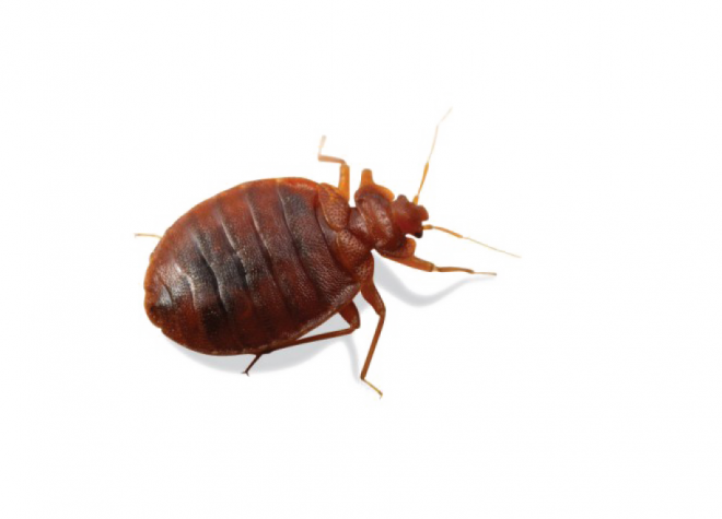 昆虫_臭虫_木蚤_床虱_bed_bug_bed_bug