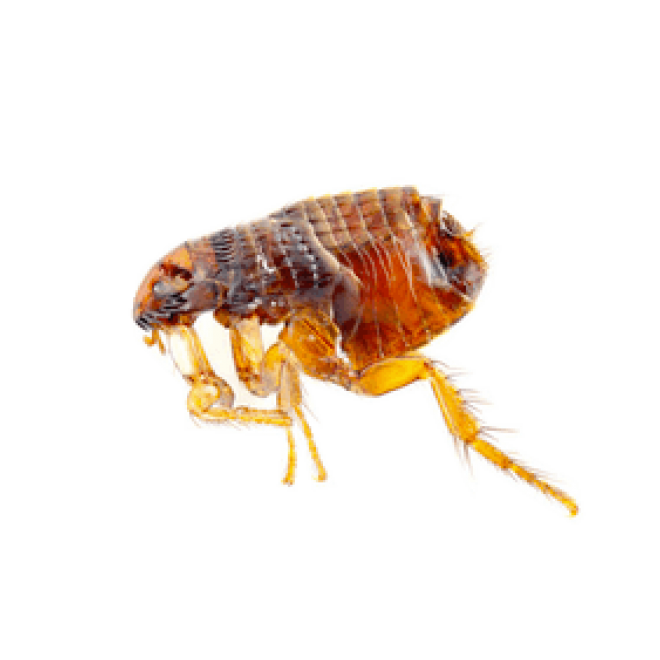 昆虫_跳蚤_flea