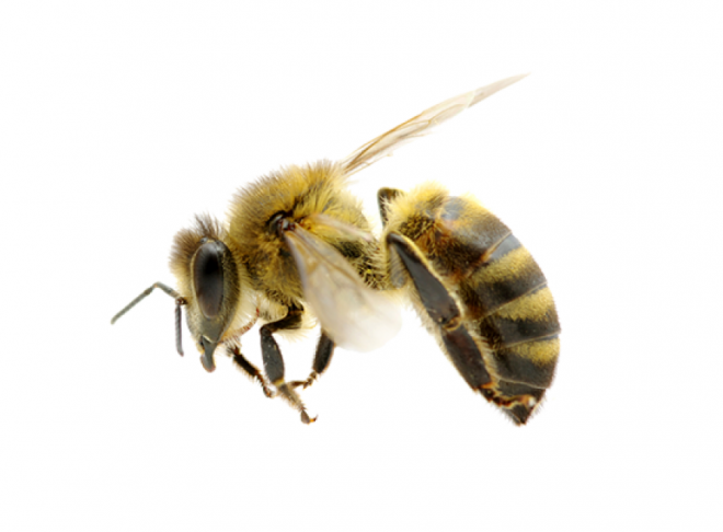 昆虫_蜜蜂_bee_bee
