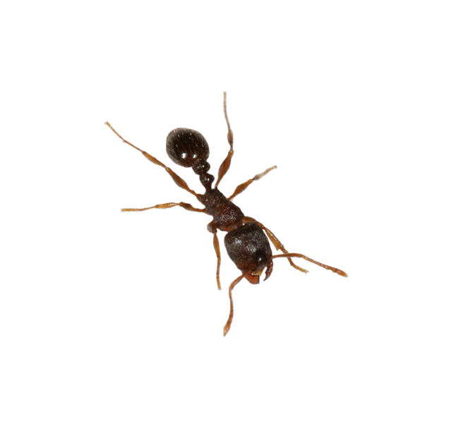 蚂蚁_玄驹_蚍蜉蚂_昆虫_ant_ant