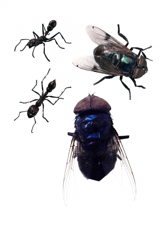 昆虫_苍蝇_蝇子_fly