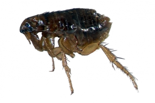 昆虫_跳蚤_flea