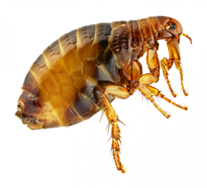 昆虫_跳蚤_flea