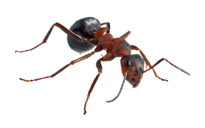 蚂蚁_玄驹_蚍蜉蚂_昆虫_ant_ant