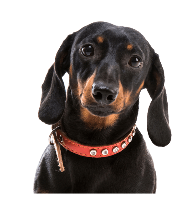 臘腸狗_獵獾狗_狗_dachshund_dachshund