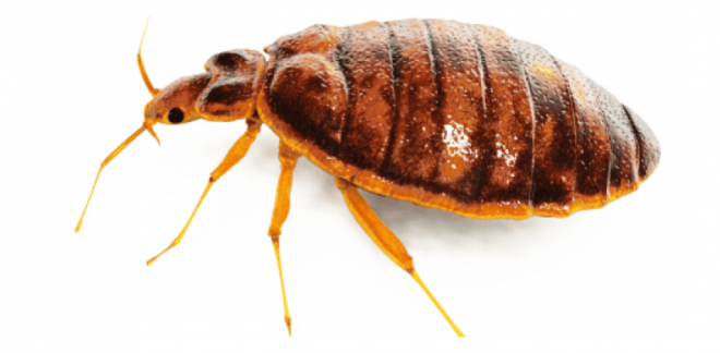 昆虫_臭虫_木蚤_床虱_bed_bug_bed_bug