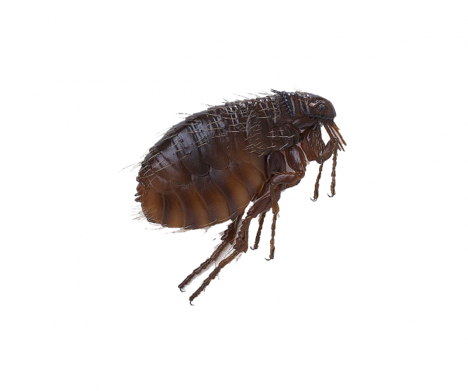 昆虫_跳蚤_flea