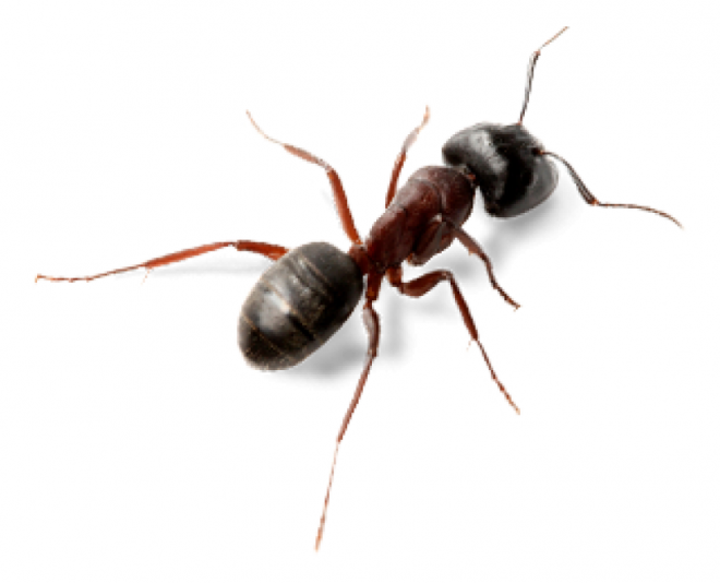 蚂蚁_玄驹_蚍蜉蚂_昆虫_ant_ant