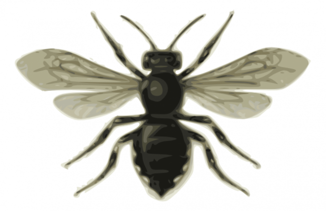 昆虫_蜜蜂_bee_bee