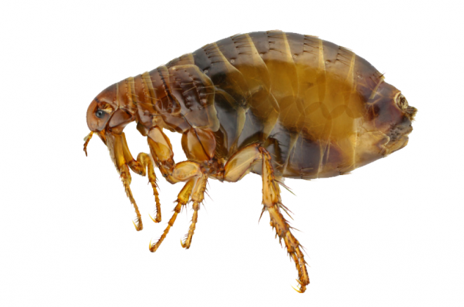 昆虫_跳蚤_flea