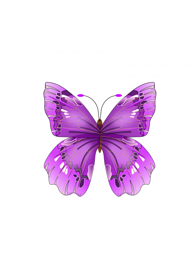 昆虫_蝴蝶_蛱蝶_浮蝶儿_butterfly_butterfly