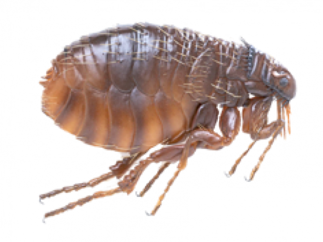 昆虫_跳蚤_flea
