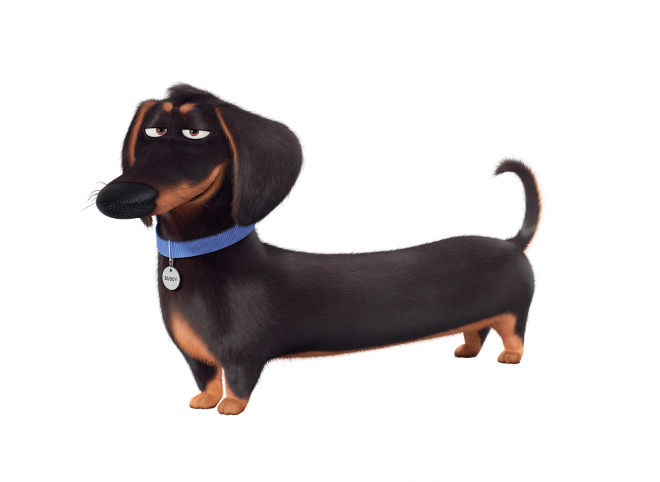 臘腸狗_獵獾狗_狗_dachshund_dachshund