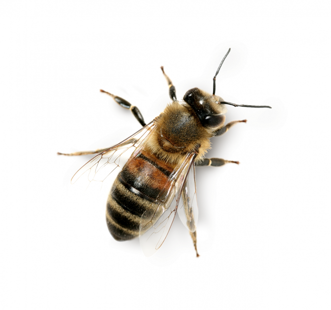 昆虫_蜜蜂_bee_bee