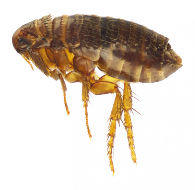 昆虫_跳蚤_flea